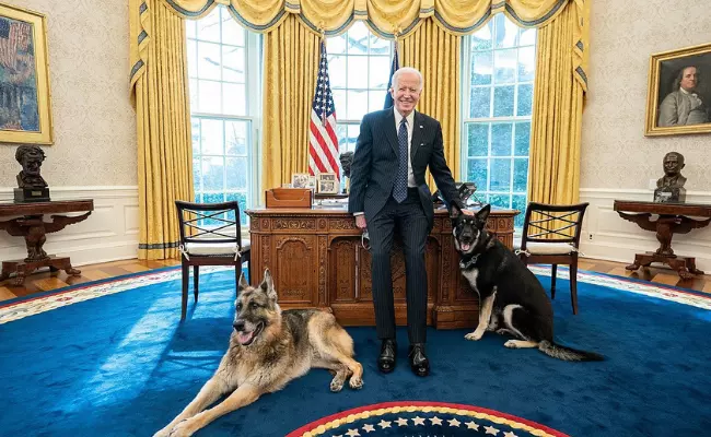 Joe Biden's Celebrity Pet dogs
