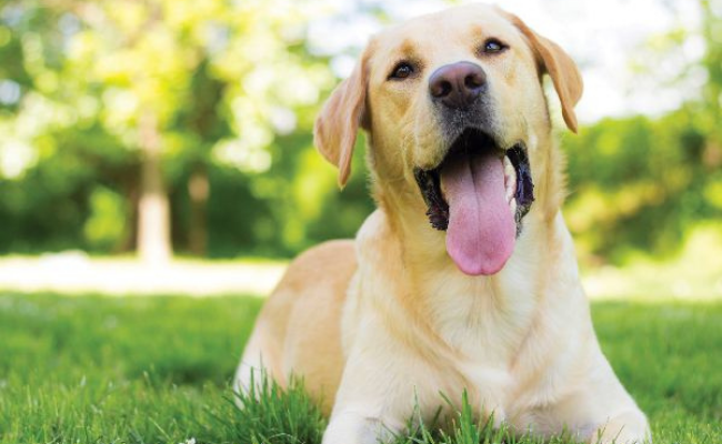 Labrador best pet dogs