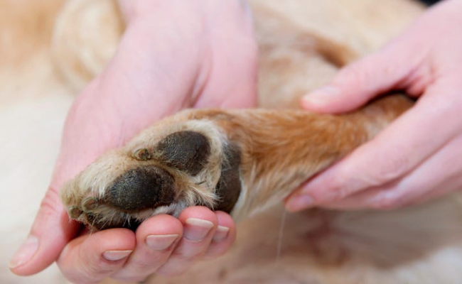Paw Massage how to pet a dog properly