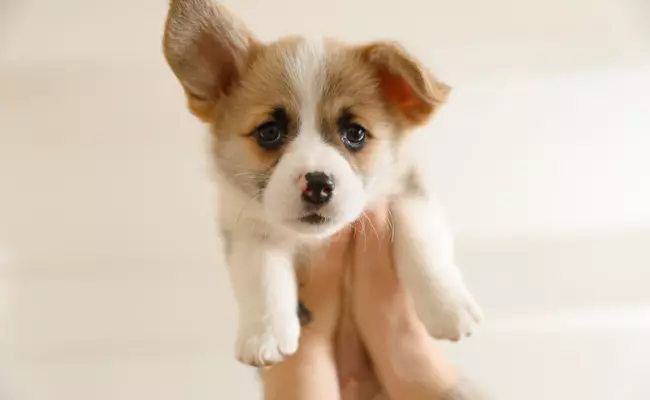 Cute Dog tips for new dog owners