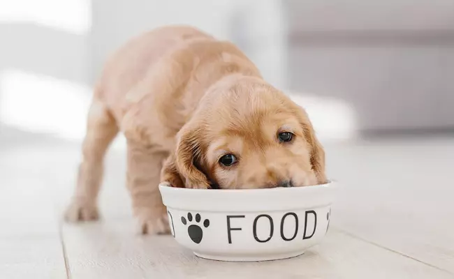 Diet for dog