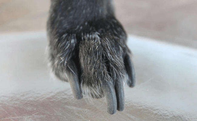 Quick Tips For Cutting Dog Nails