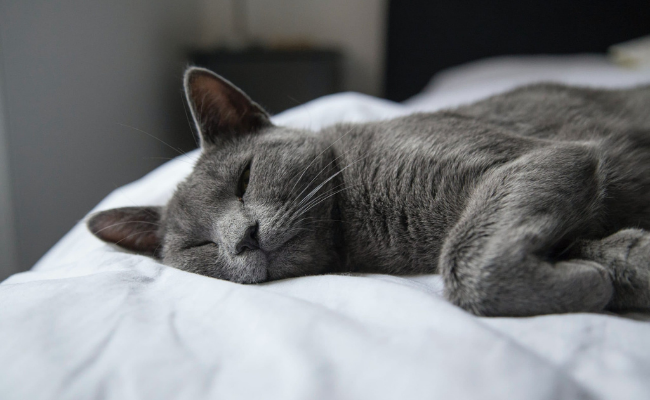 Russian Blue first time cat owner breeds