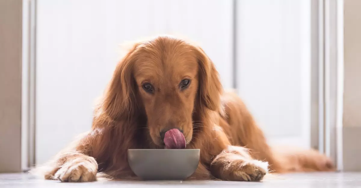featured dog foods for sensitive stomach