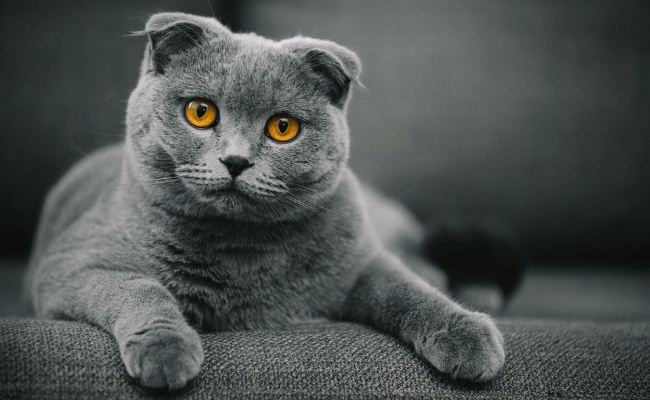 Scottish fold first time cat owner breeds
