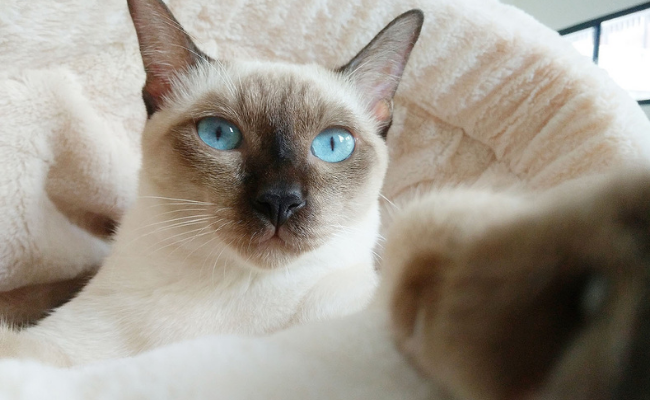 Siamese first time cat owner breeds