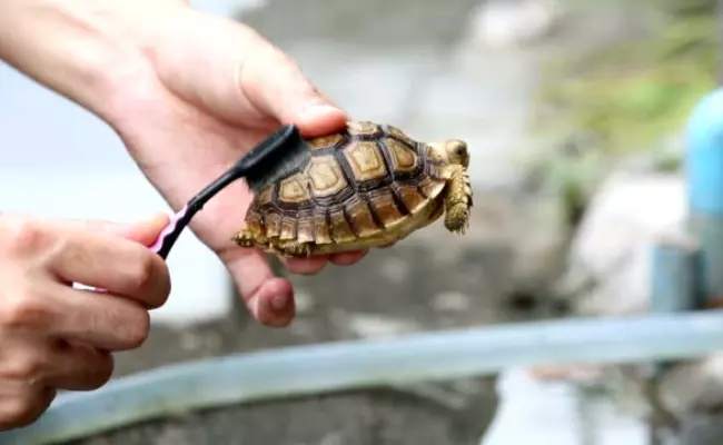 Cleaning Your Turtle