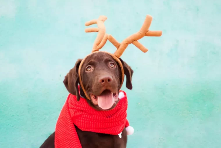 Christmas Outfits for Dogs
