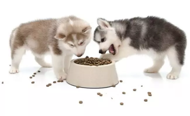 Siberian husky dog Nutrition