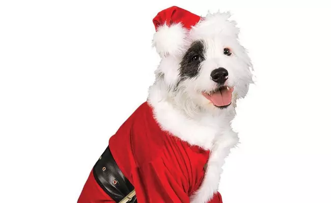 Christmas Outfits for Dogs