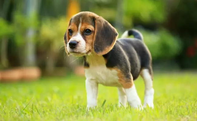 Beagle most loyal dog breeds