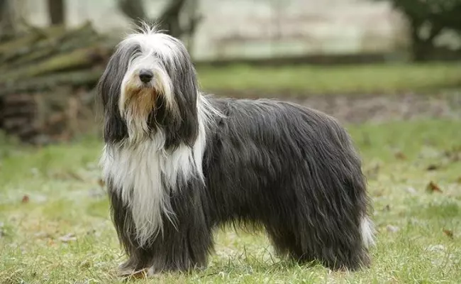Bearded Collie long haired dog breeds