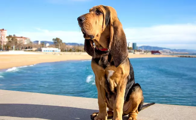 Bloodhound Dumbest Dog Breeds