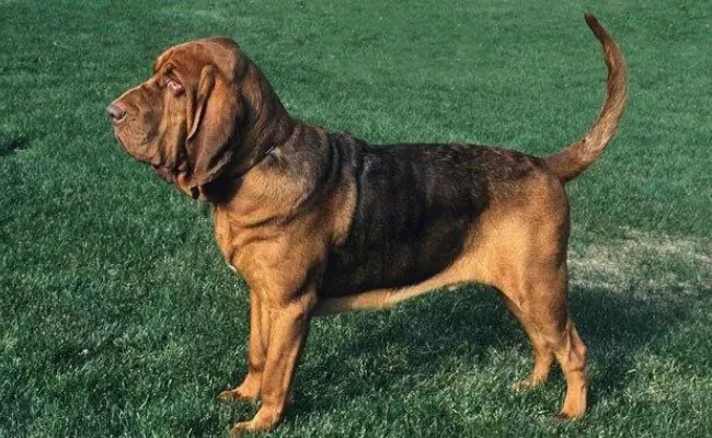 Bloodhound French dog breeds