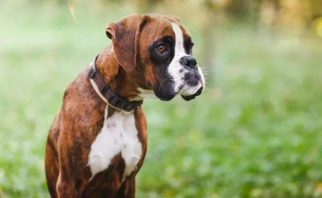 Boxer most loyal dog breeds