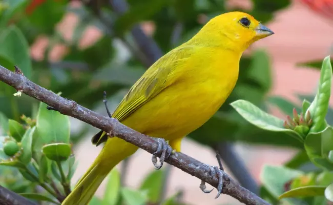 Canary Best pet birds for beginners