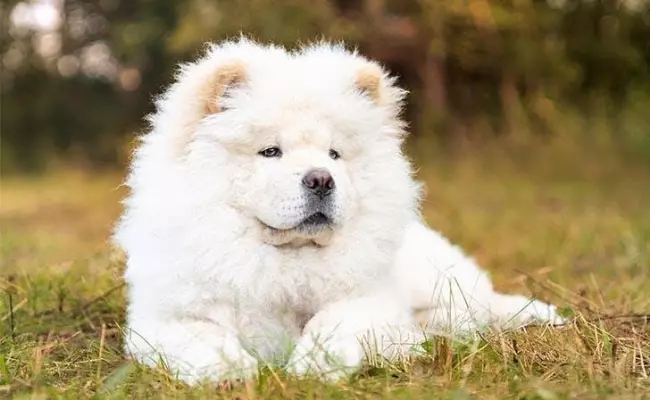 Chow chow chinese dog breeds