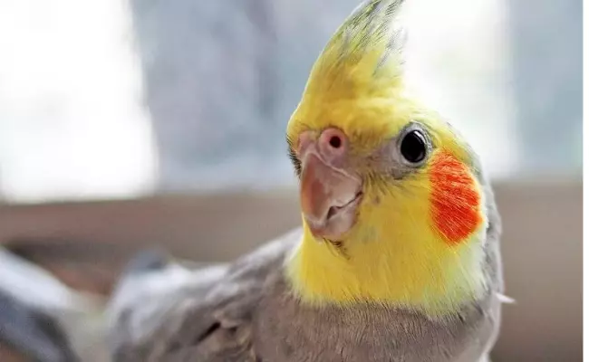 Cockatiels Best pet birds for beginners