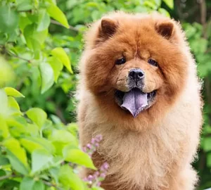 Chinese Dog Breed