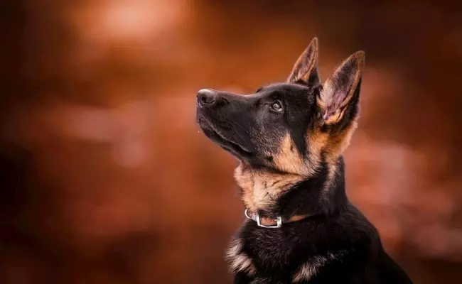 German Shephard most loyal dog breeds 