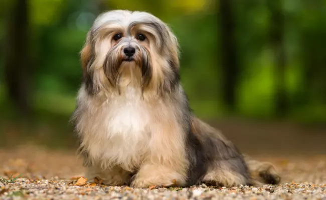Havanese long haired dog breeds