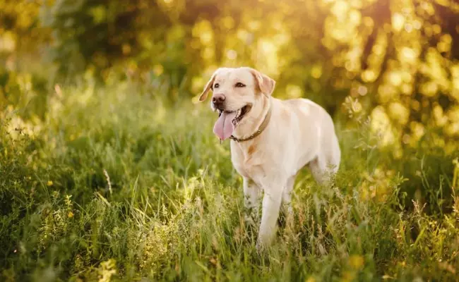 Labrador Retriever most loyal dog breeds