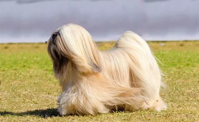 Lhasa Apso long haired dog breeds