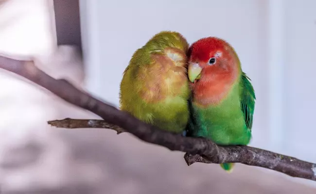 Lovebirds Best pet birds for beginners