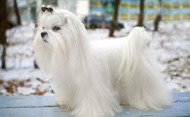 Maltese long haired dog breeds