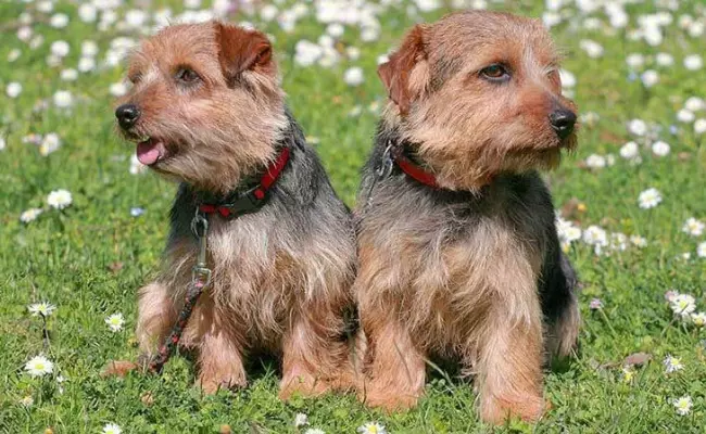 Norfolk Terrier most loyal dog breeds