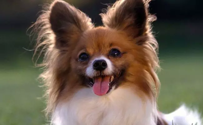 Papillon French Dog Breed