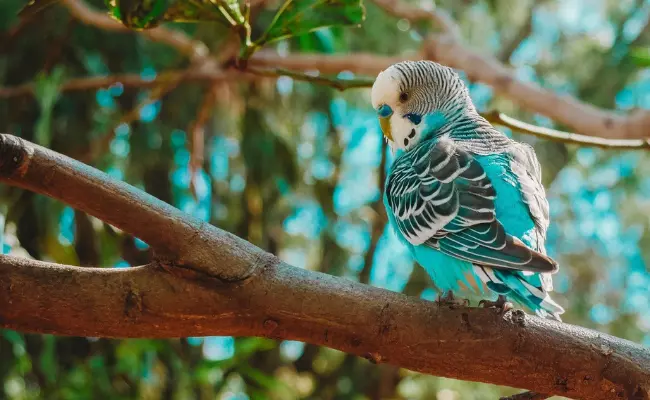 Parakeets Best pet birds for beginners