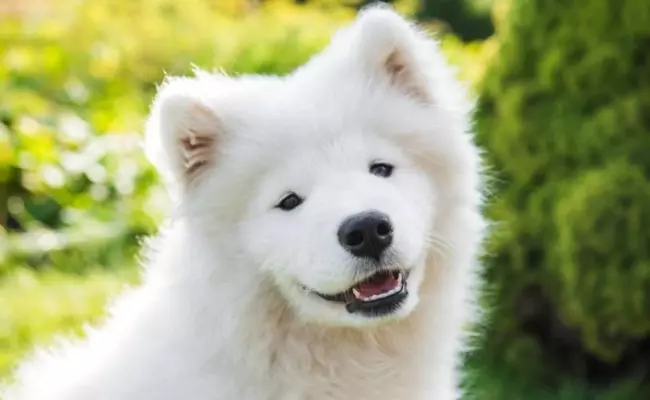 Samoyed Russian Dog Breeds