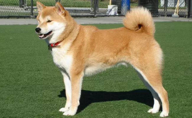 Shiba Inu most loyal dog breeds