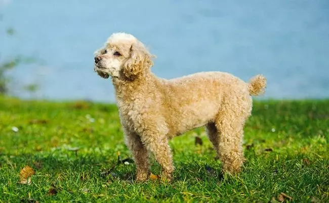 Toy Poodle French Dog Breed