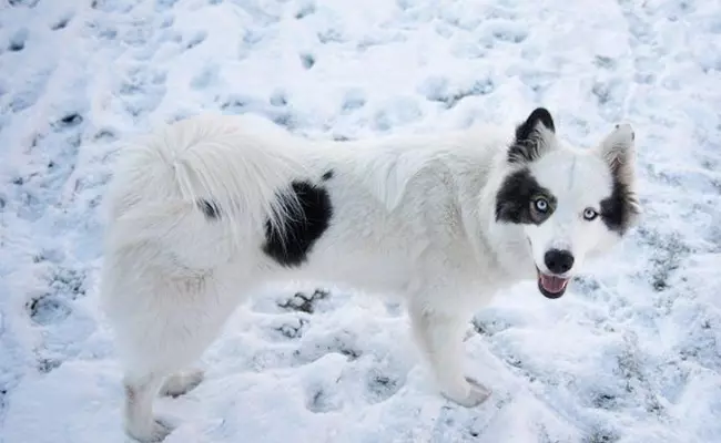 Yakutian Laika Russian Dog breeds