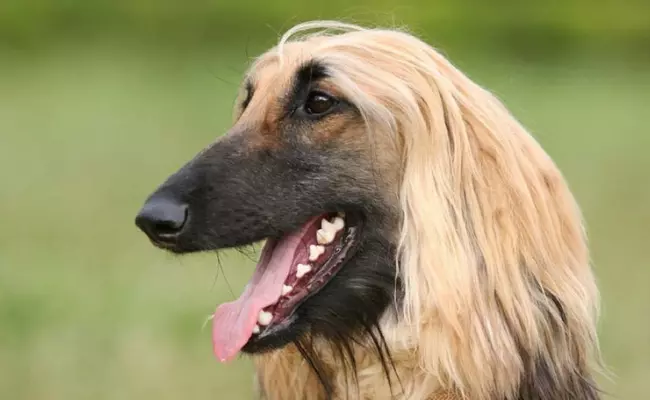 Afghan Hound Dumbest Dog Breeds