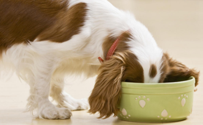 Feed home remedies for dog diarrhea