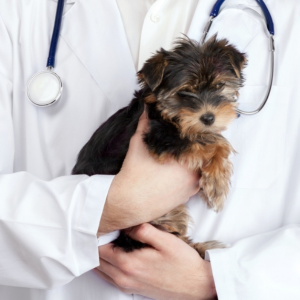 veterinarian for pets