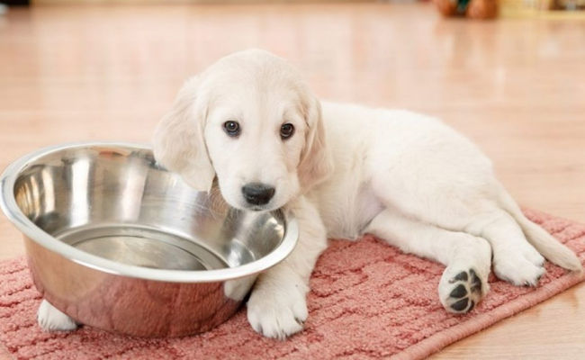 Add Probiotics home remedies for dog scooting