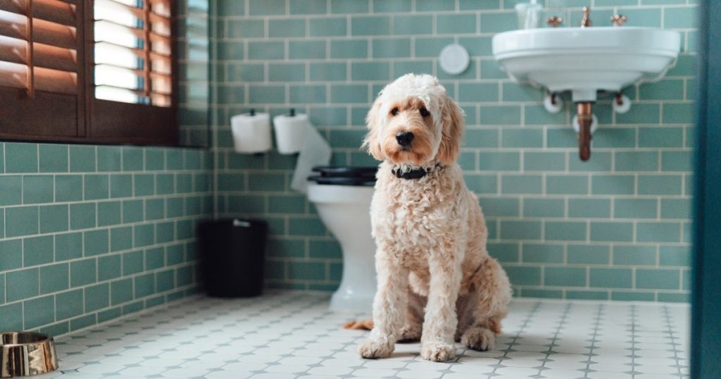 home remedies for dog diarrhea